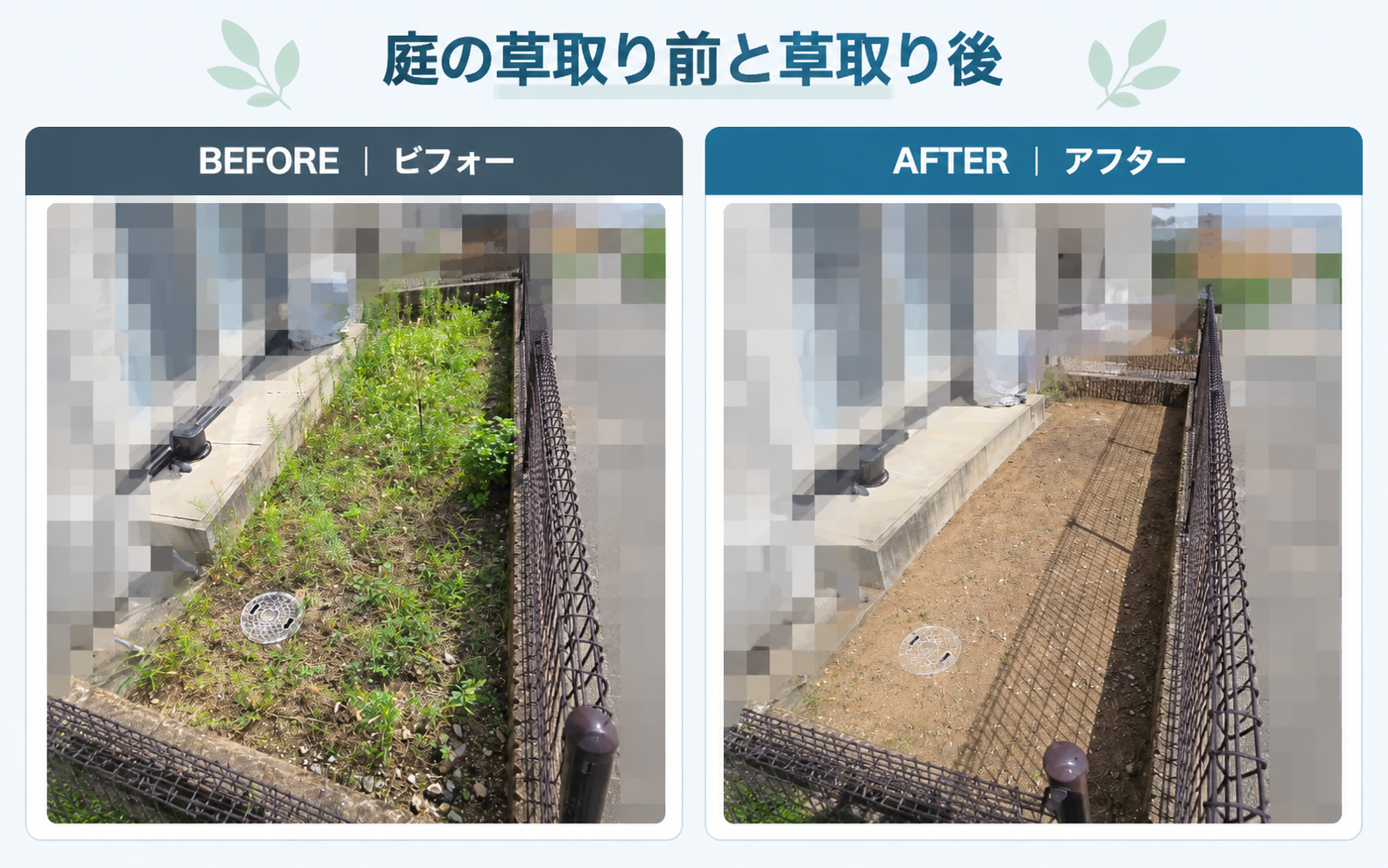 草取り前後の比較。左は雑草が茂った状態、右は草を取り除いた状態