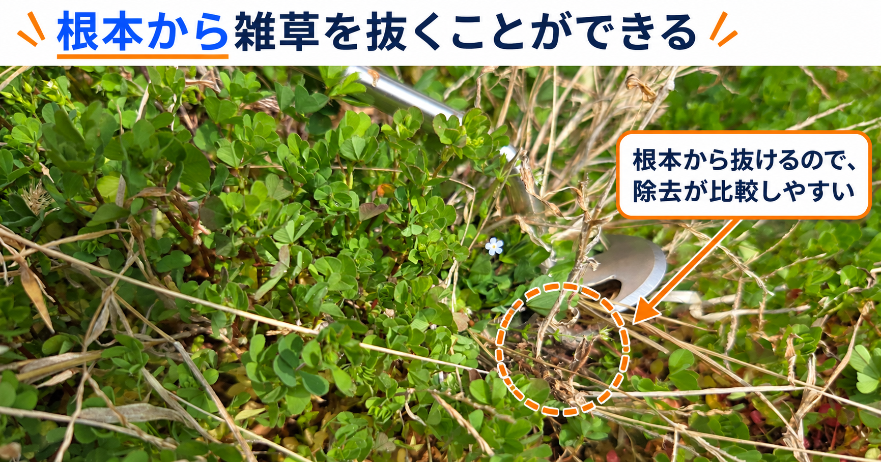 小型熊手を草の根元に掛けて、根から抜く様子